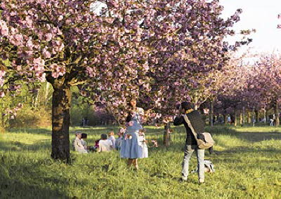 Blütenpracht in der Kirschblütenallee (2021)