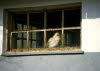 Huhn am Fenster
