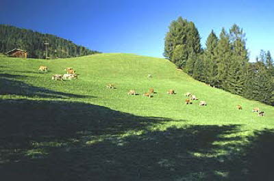 Kafnerwiese mit Kühen
